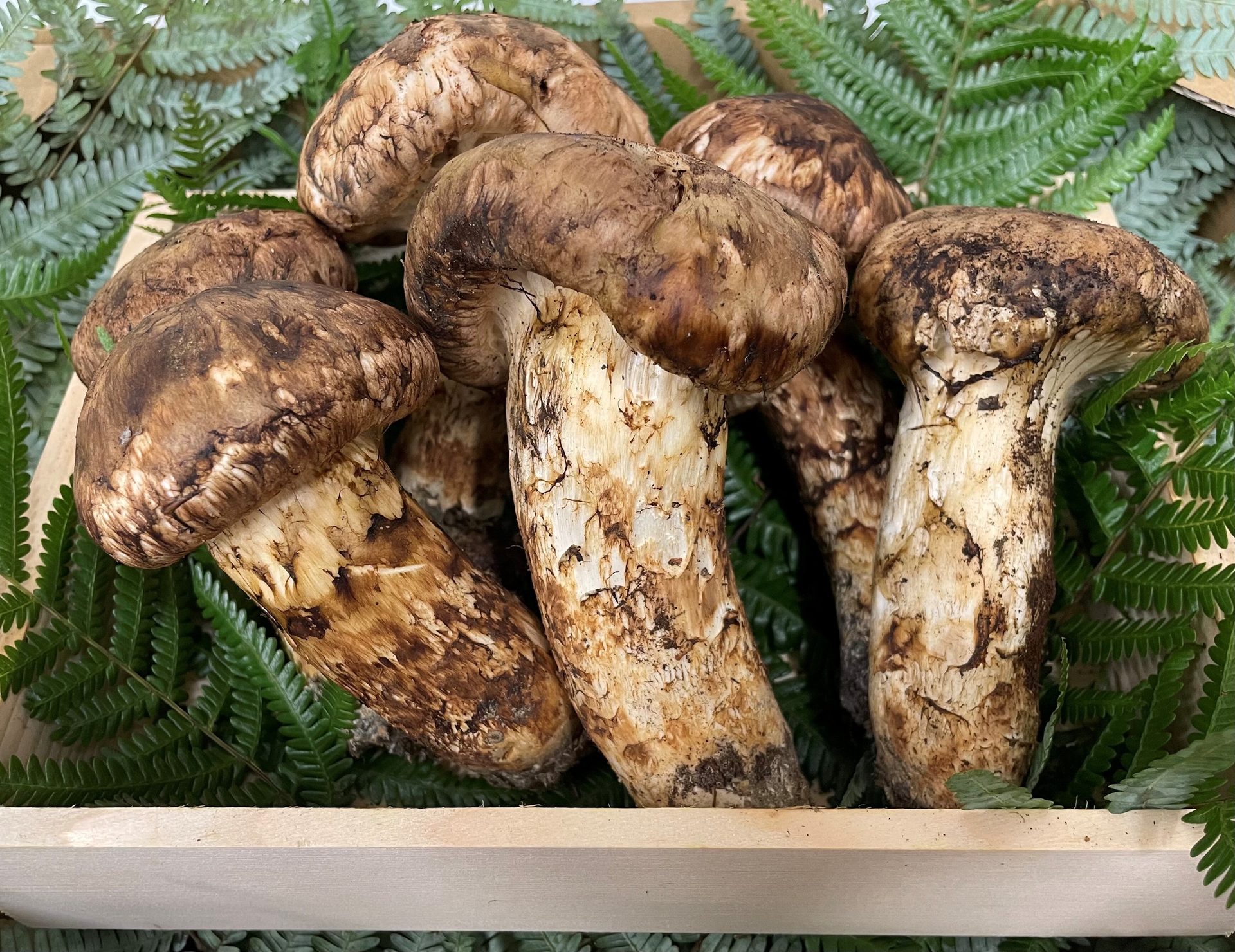 籠に盛られた高野松茸