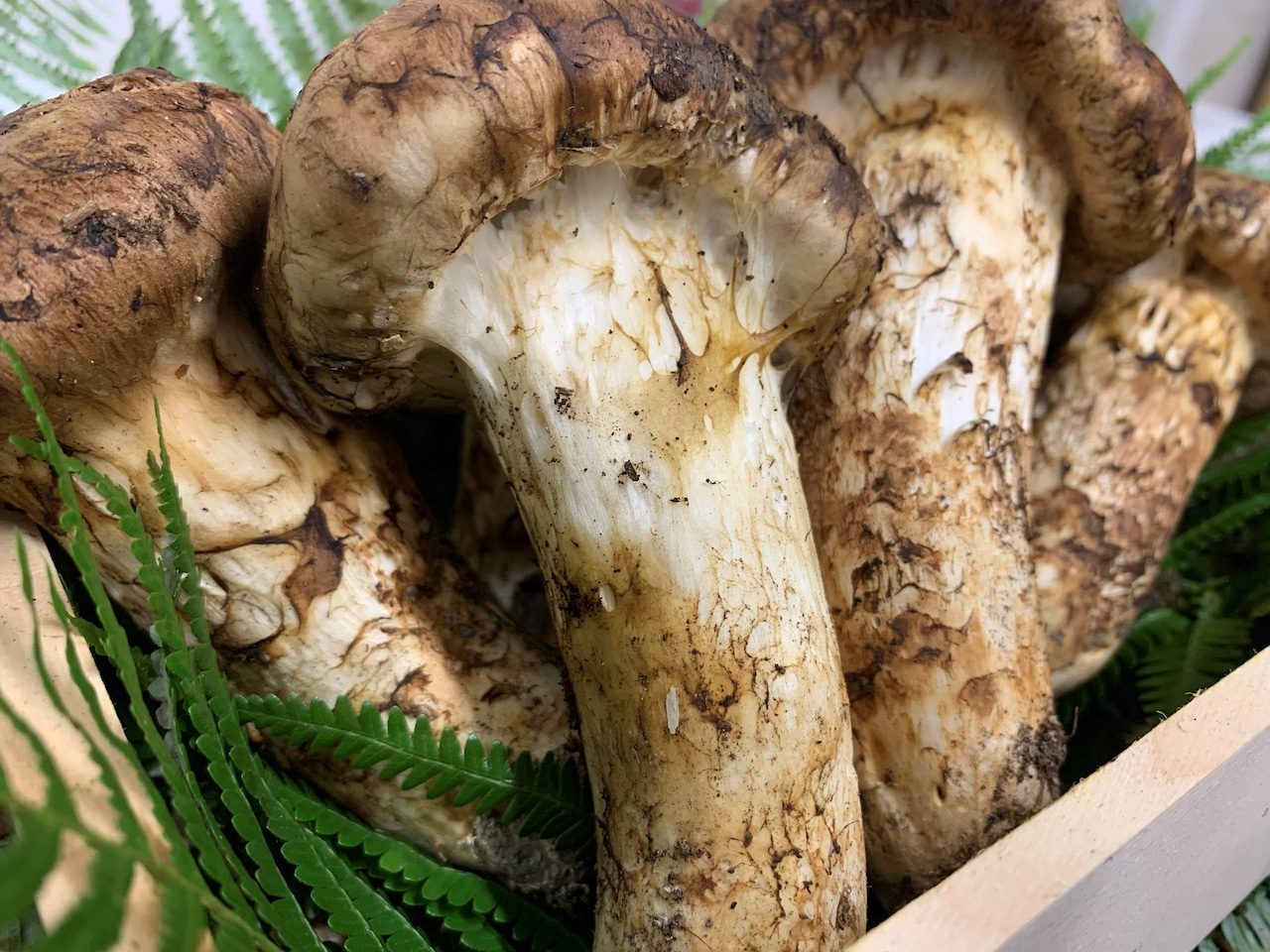 土付きの高野松茸（籠盛り）